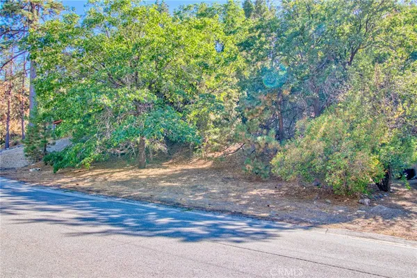 a view of a yard with plants and large trees