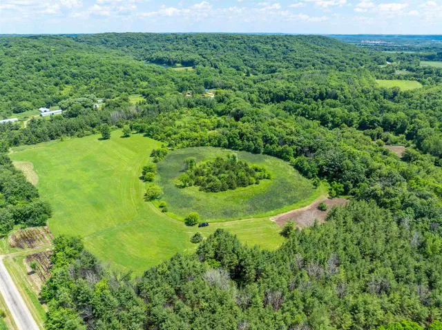 a view of a yard with plants and large trees