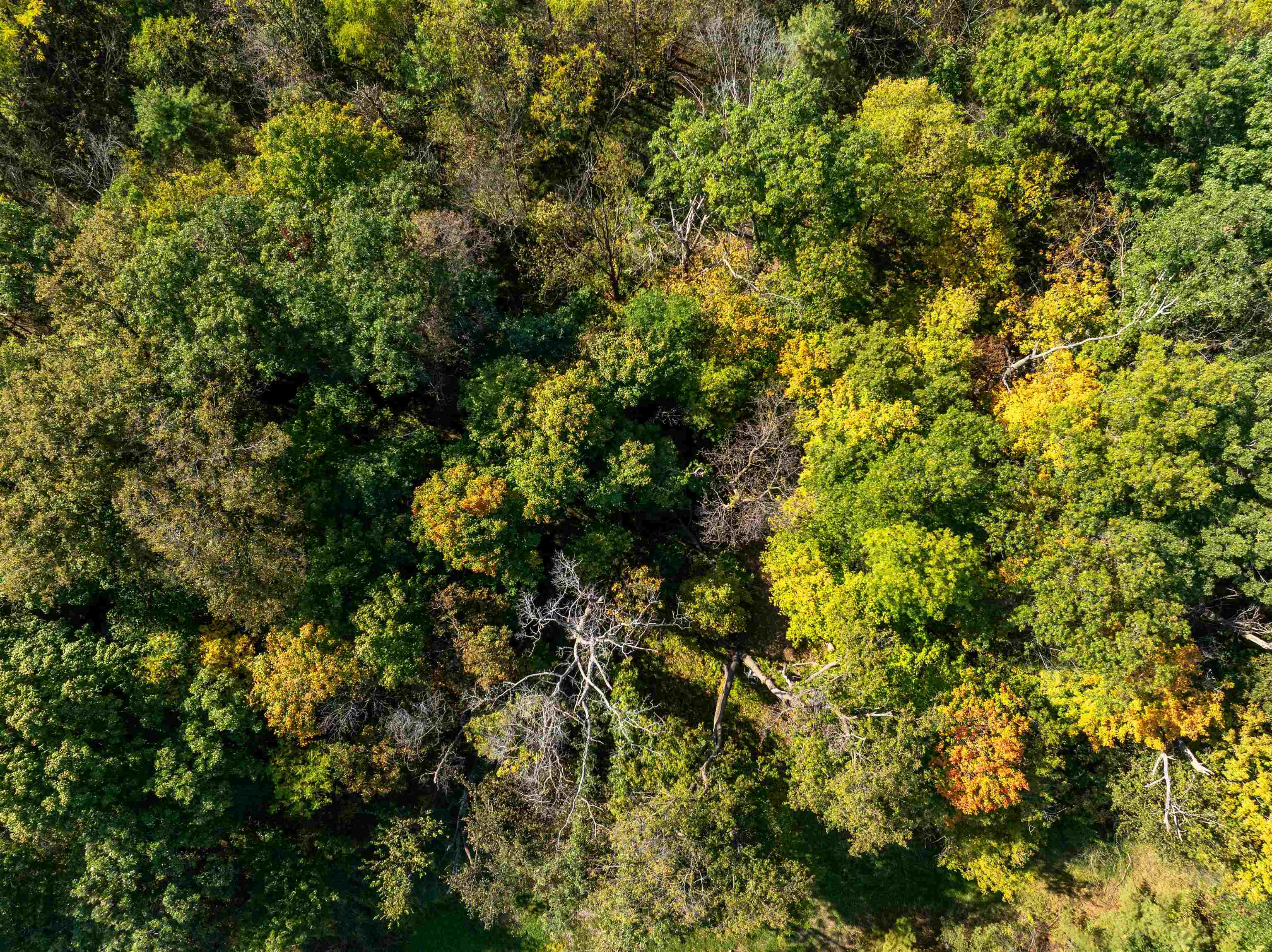 0 South Crazy Hollow Road Hanover, IL 61041 - Photo 5 of 98 a view of a tree