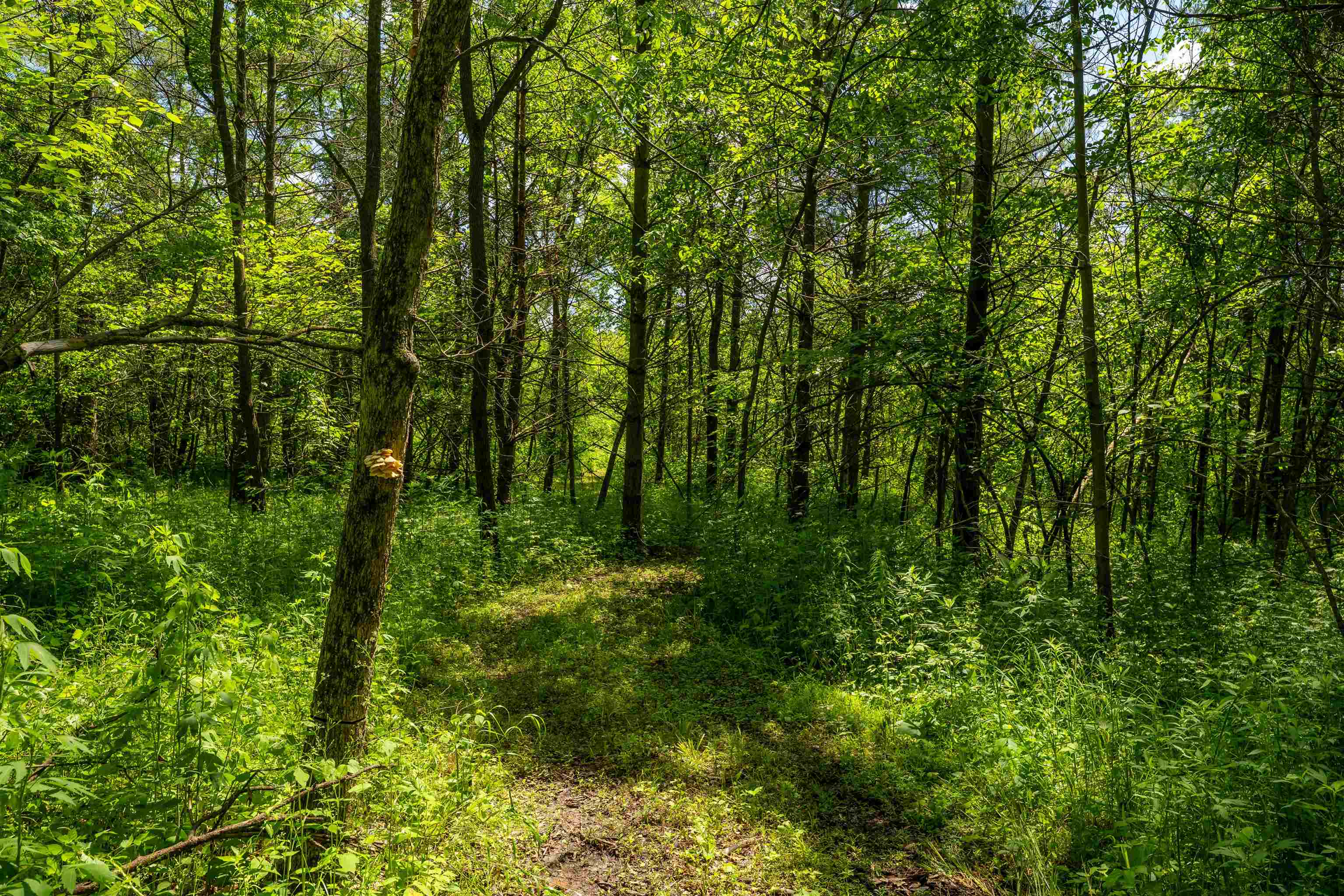 0 South Crazy Hollow Road Hanover, IL 61041 - Photo 53 of 98 a view of outdoor space and trees