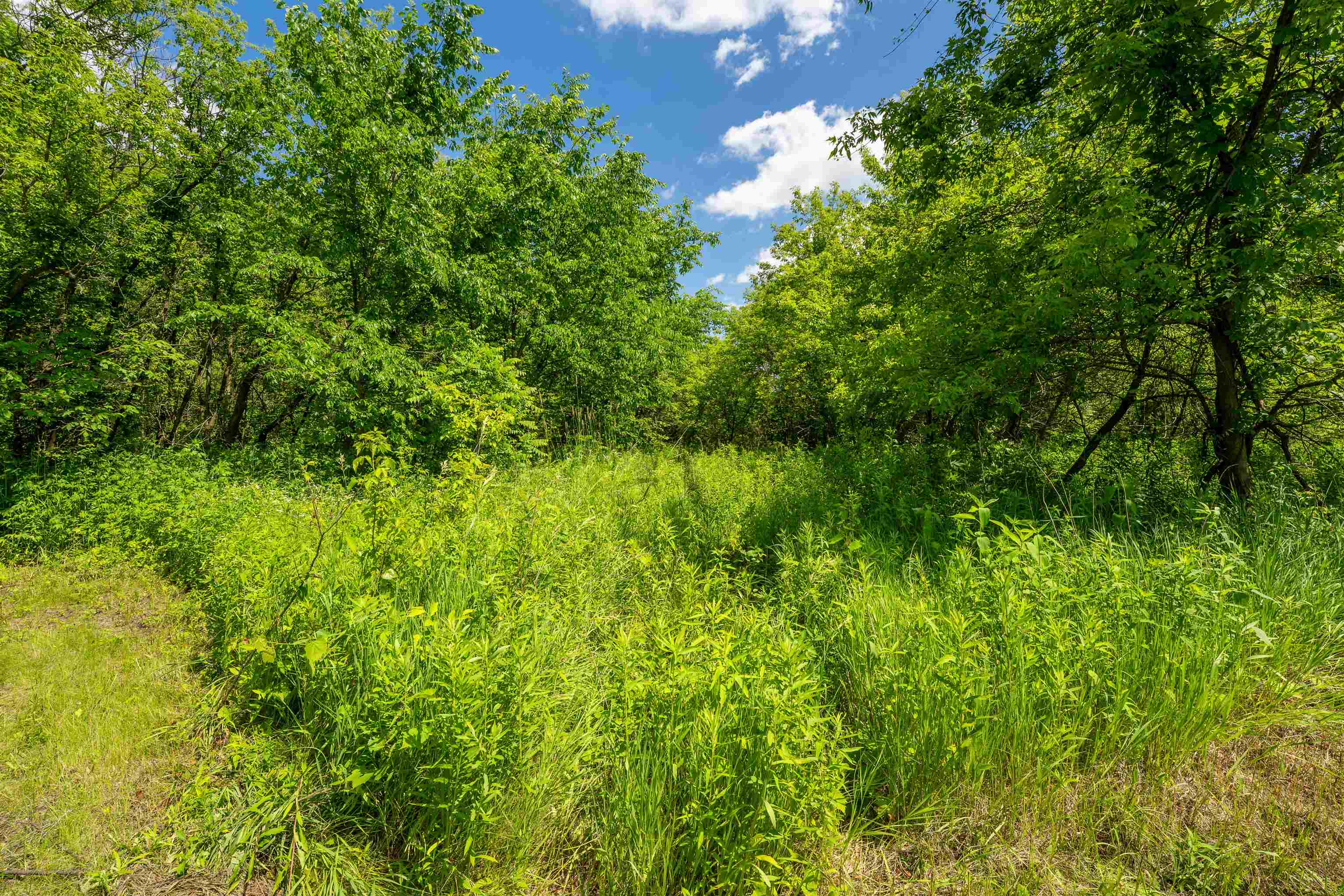 0 South Crazy Hollow Road Hanover, IL 61041 - Photo 66 of 98 a view of a lush green forest