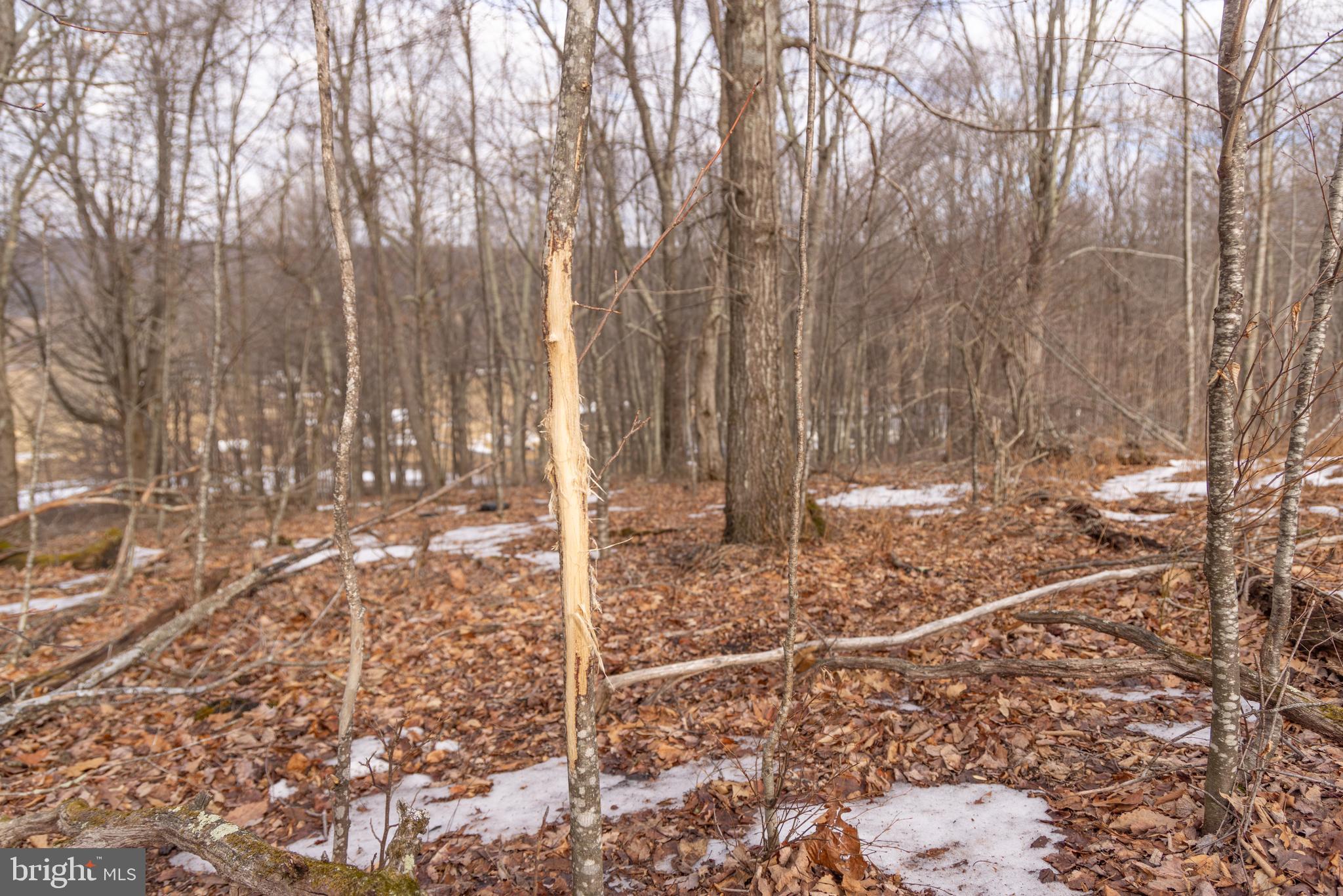 0 Spring Valley Road Gap Mills, WV 24941 - Photo 13 of 37 a view of a forest filled with trees