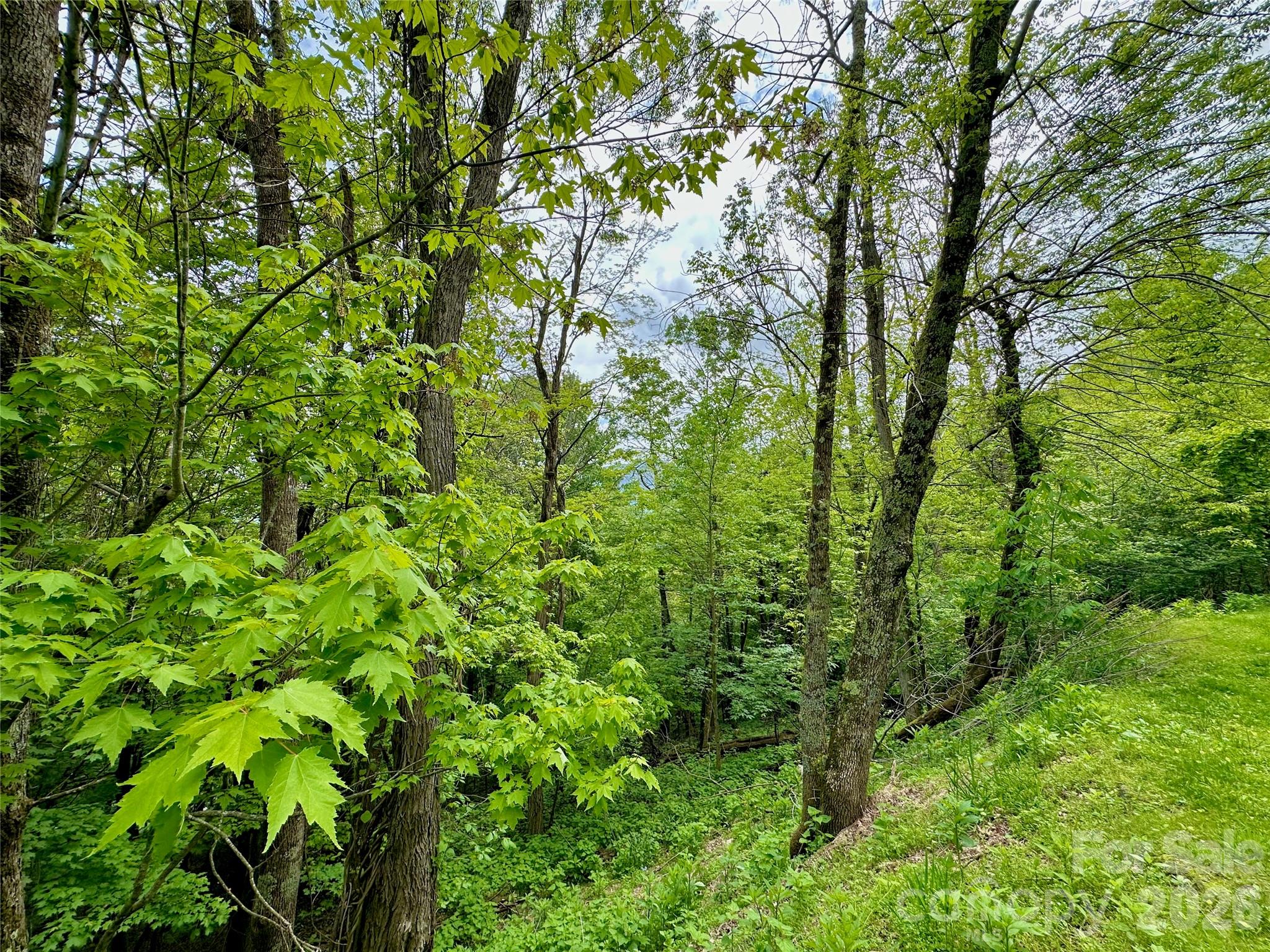 Seven Alpine Drive Banner Elk, NC 28604 - Photo 3 of 4 a view of a lush green forest