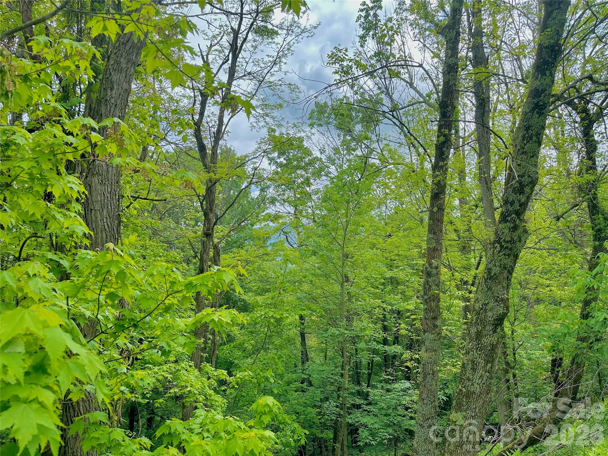 Seven Alpine Drive Banner Elk, NC 28604 - Photo 4 of 4 a view of a lush green forest