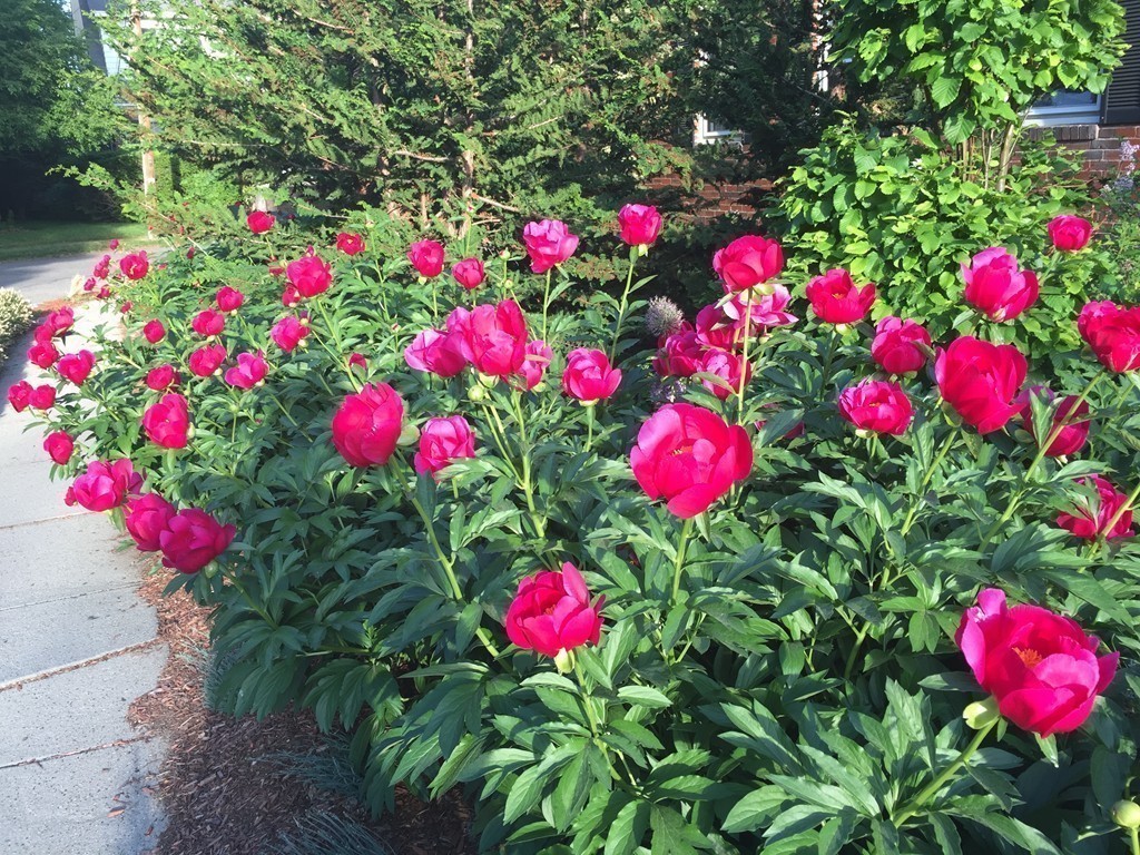 15 Preble Gardens Road Belmont, MA 02478 - Photo 12 of 12 Gallery Image 12
