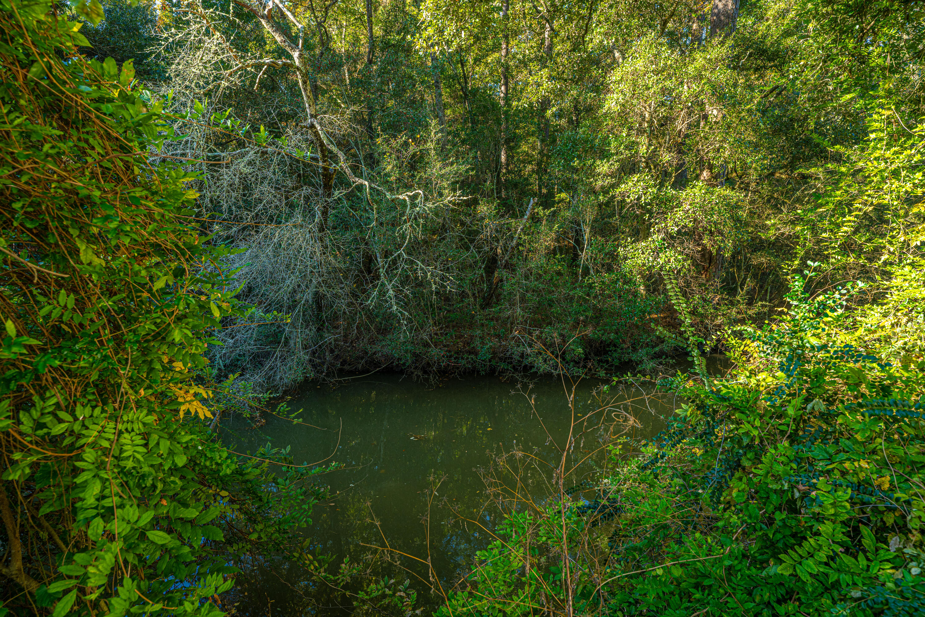 1063 South Pinckney Street McClellanville, SC 29458 - Photo 15 of 21 1063SPinckney053