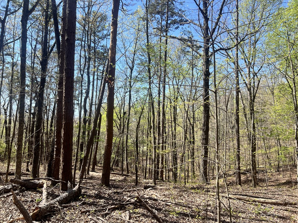 Lot 92 Doll Mountain Road Ellijay, GA 30540 - Photo 3 of 9