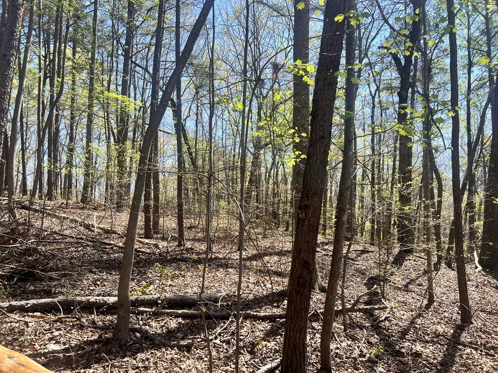 Lot 92 Doll Mountain Road Ellijay, GA 30540 - Photo 5 of 9