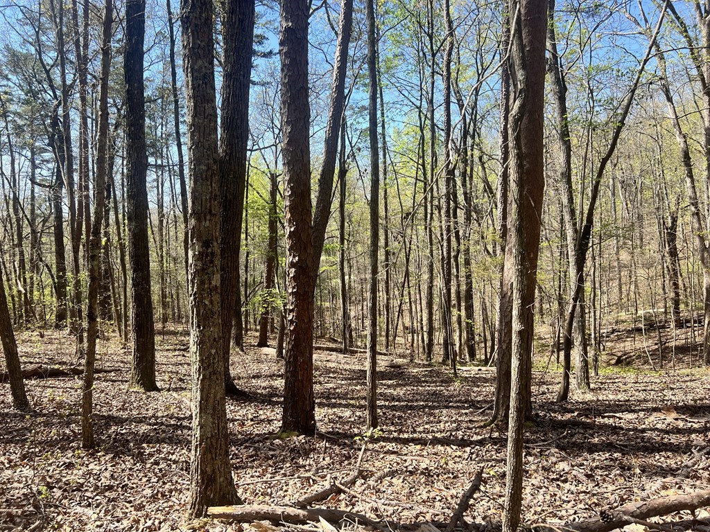 Lot 92 Doll Mountain Road Ellijay, GA 30540 - Photo 6 of 9