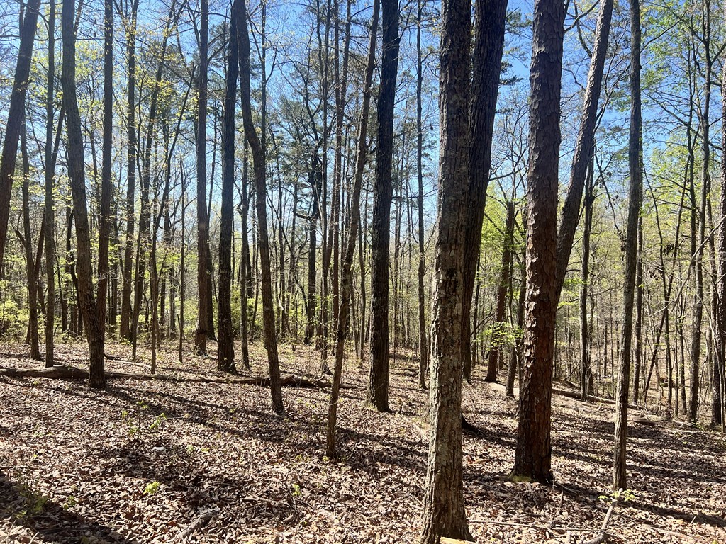 Lot 92 Doll Mountain Road Ellijay, GA 30540 - Photo 7 of 9