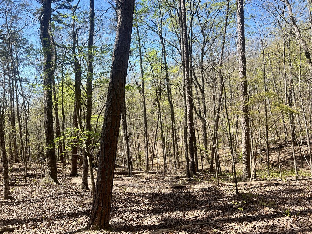 Lot 92 Doll Mountain Road Ellijay, GA 30540 - Photo 8 of 9