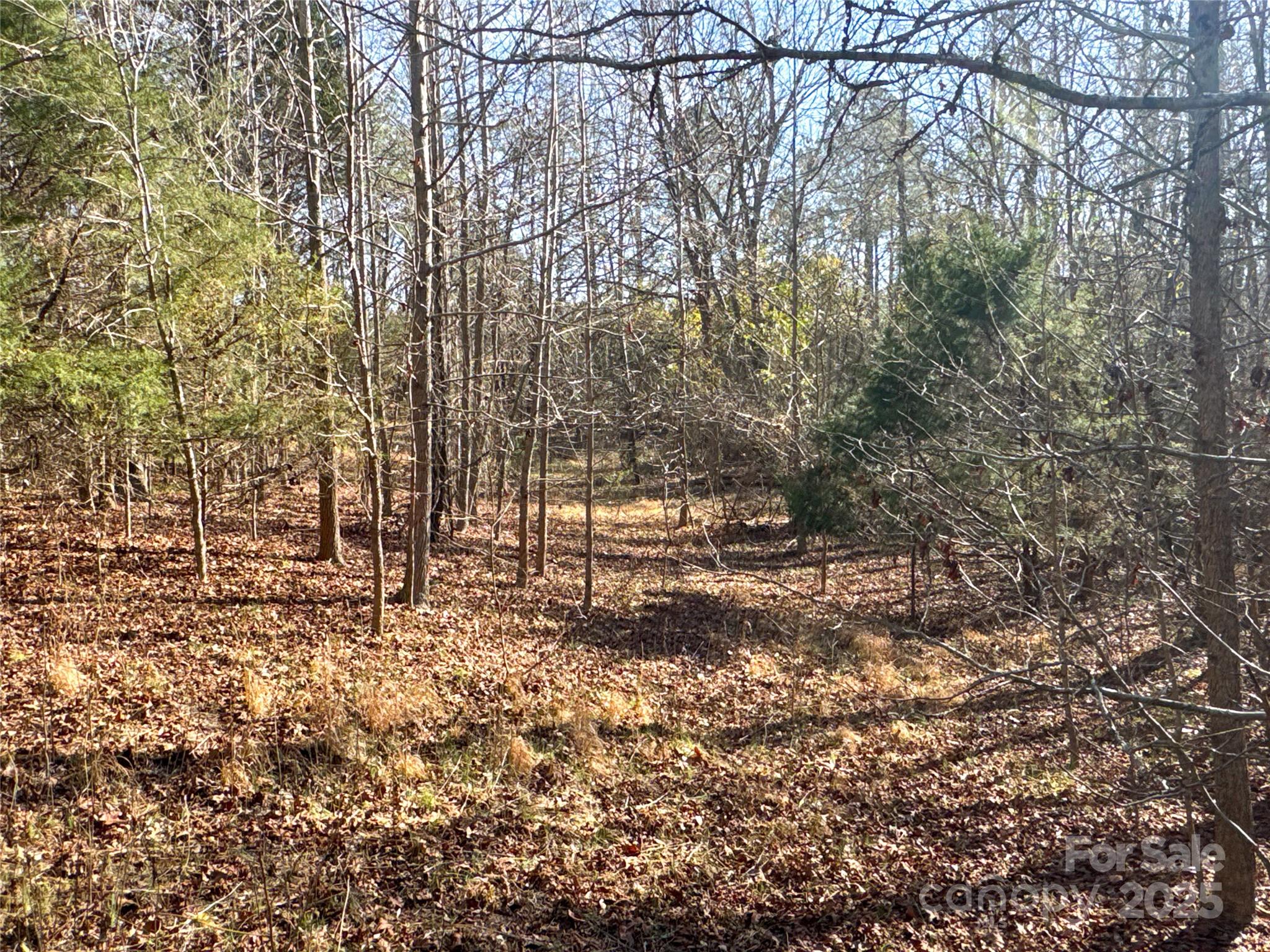 0 Ellis Ferry Road Shelby, NC 28152 - Photo 13 of 45 a view of a yard with large trees