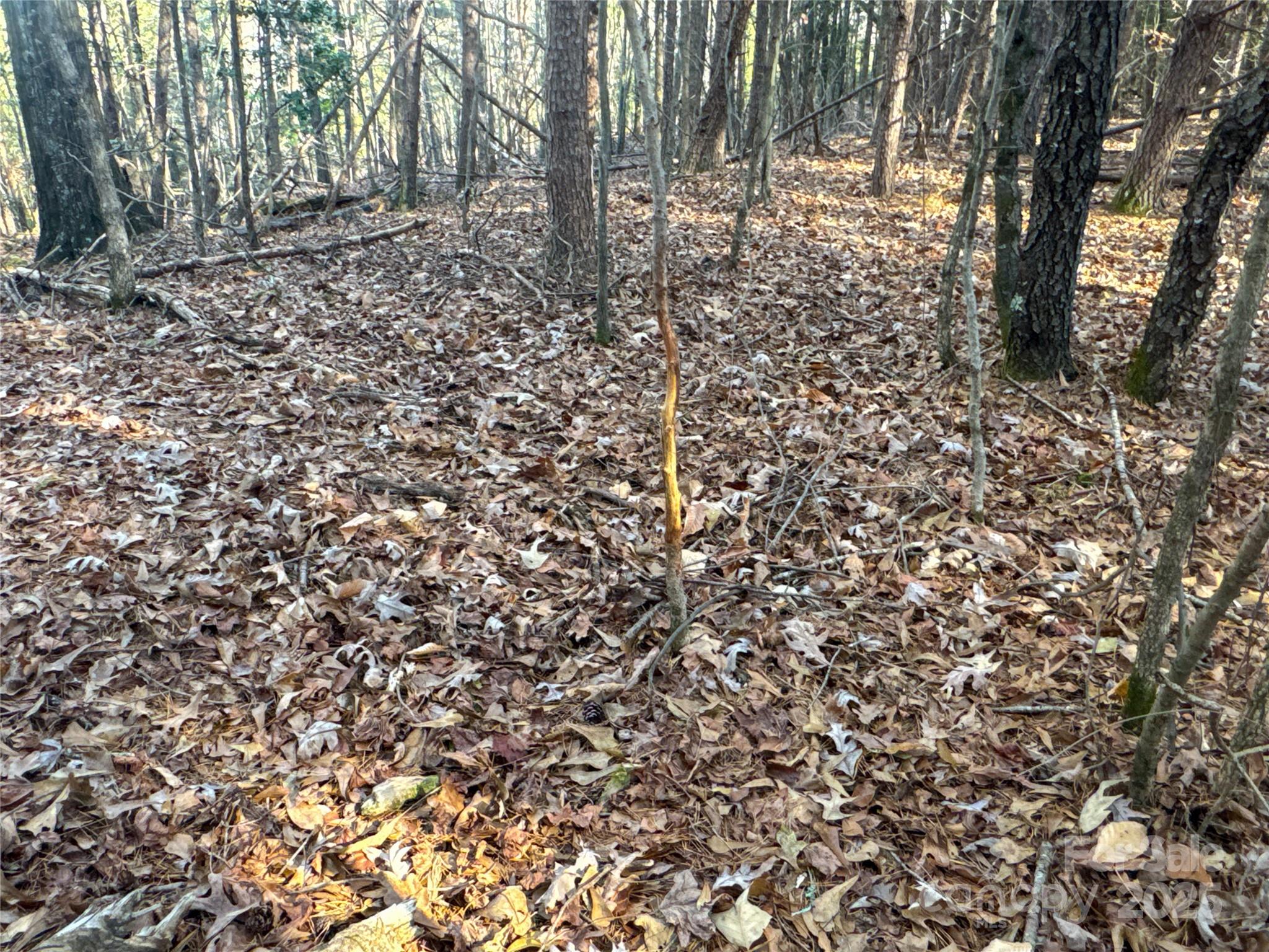 0 Ellis Ferry Road Shelby, NC 28152 - Photo 20 of 45 a view of a yard with lots of trees