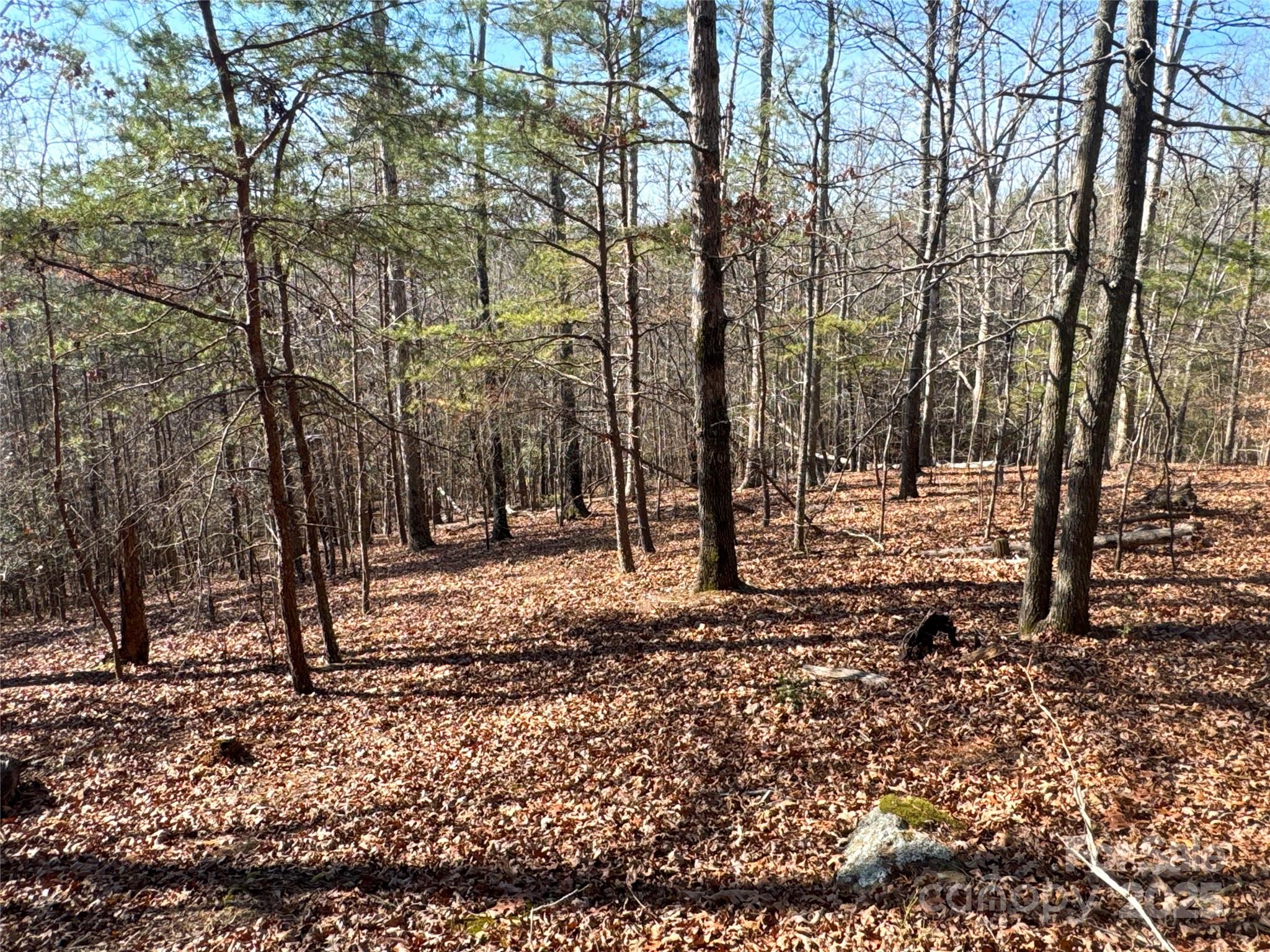 0 Ellis Ferry Road Shelby, NC 28152 - Photo 25 of 45 a view of road with trees