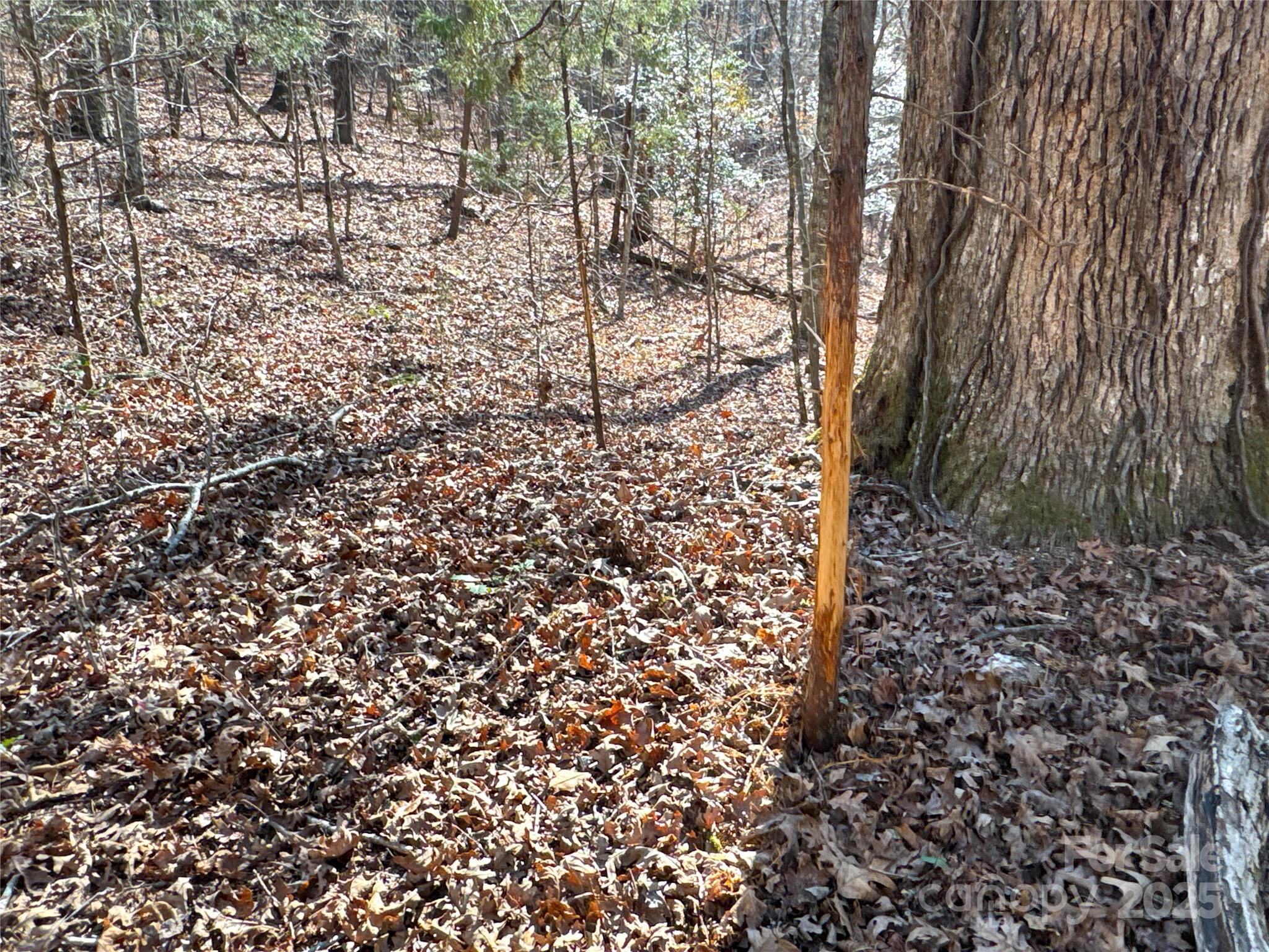0 Ellis Ferry Road Shelby, NC 28152 - Photo 7 of 45