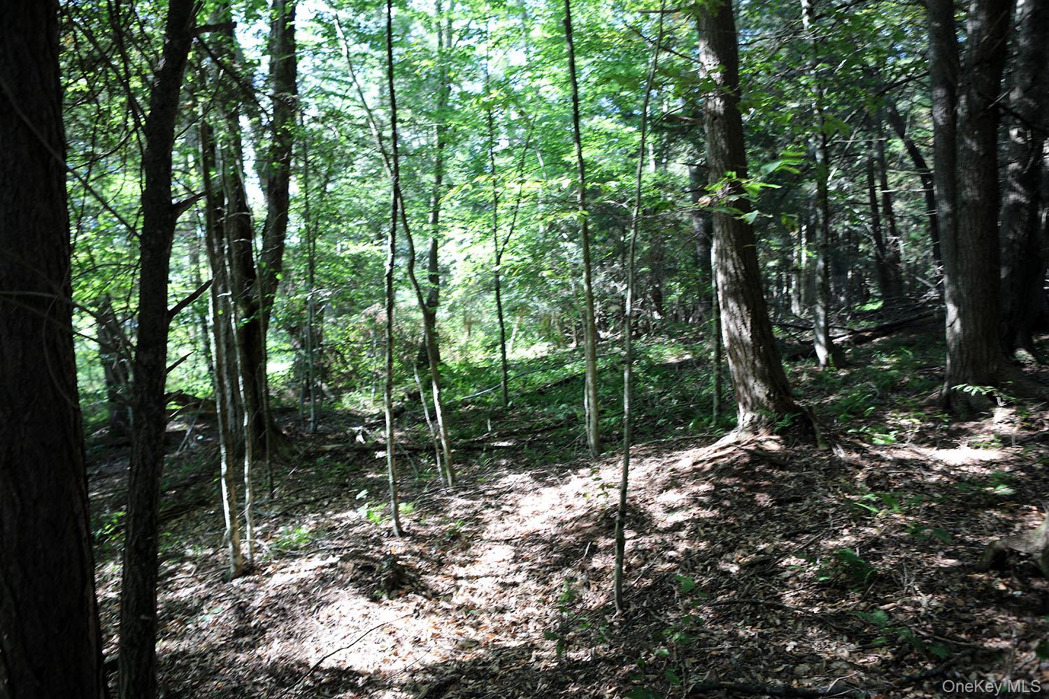 Tbd George Segar Road Swan Lake, NY 12783 - Photo 9 of 10 a view of forest