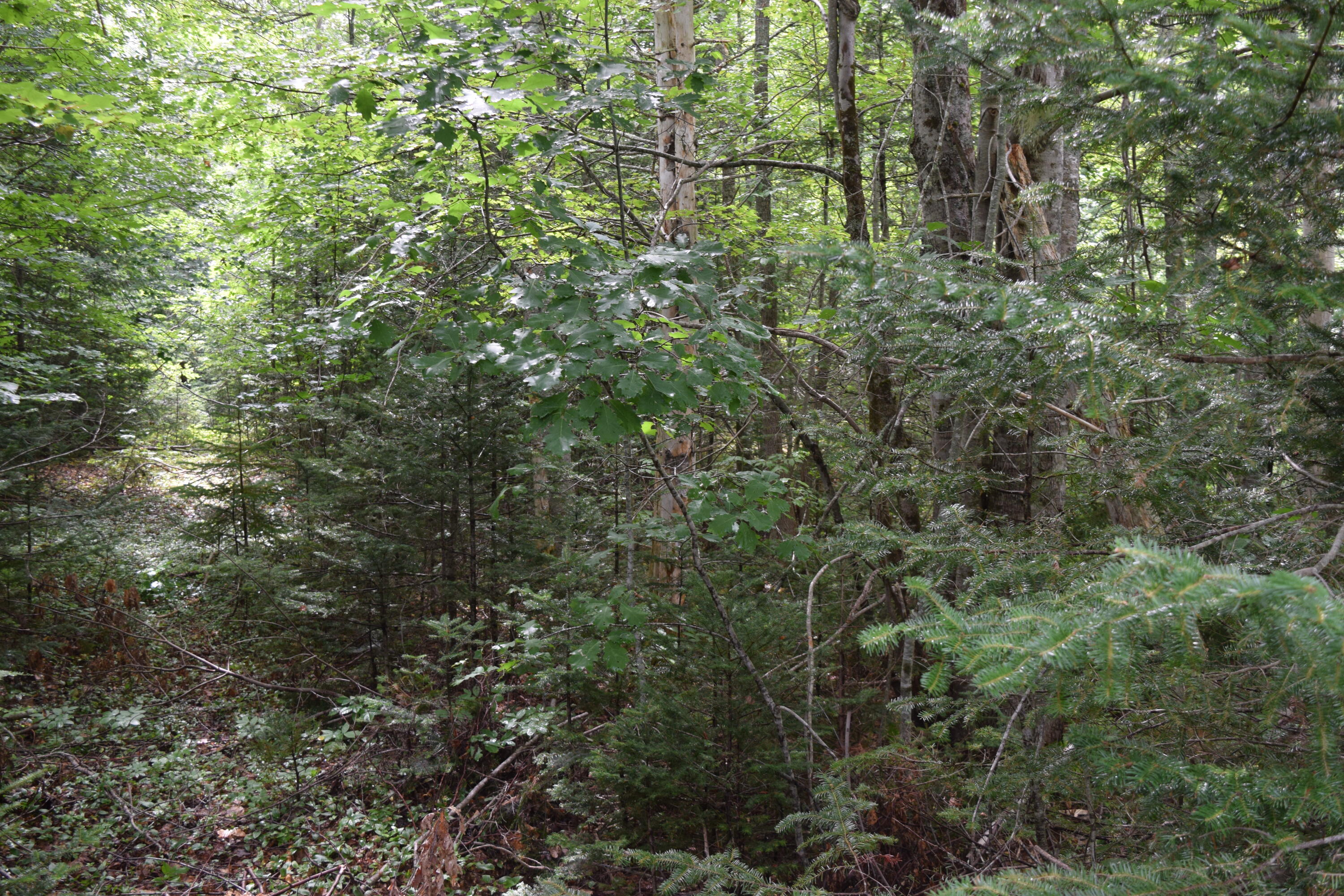 0 Toashuh Way Ellsworth, ME 04605 - Photo 5 of 6 DSC_0005