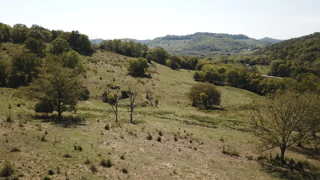a view of a forest with a forest