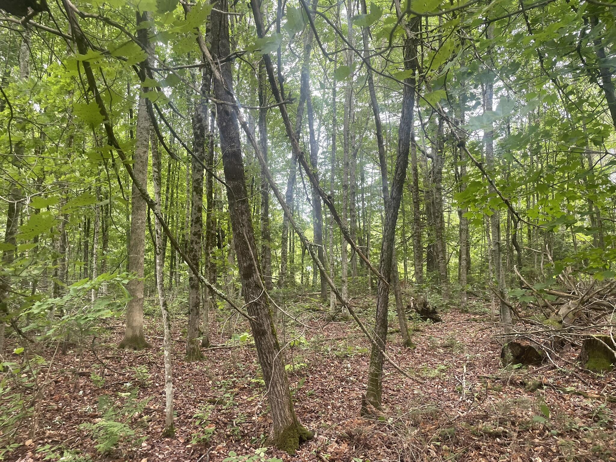 1075 Hill Road Clinton, ME 04927 - Photo 100 of 172 IMG_6198