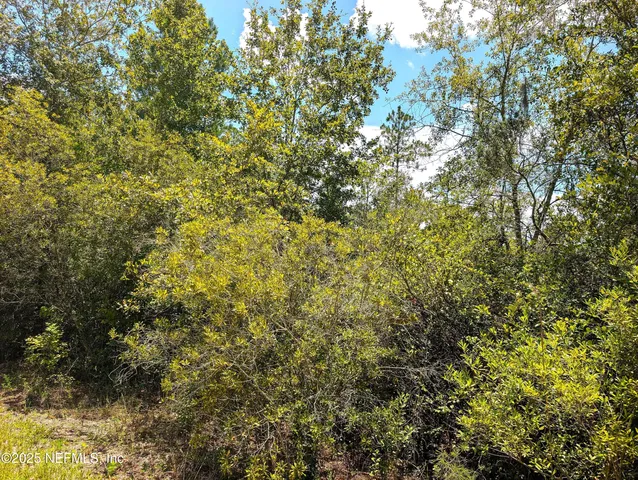 a view of a tree of a yard