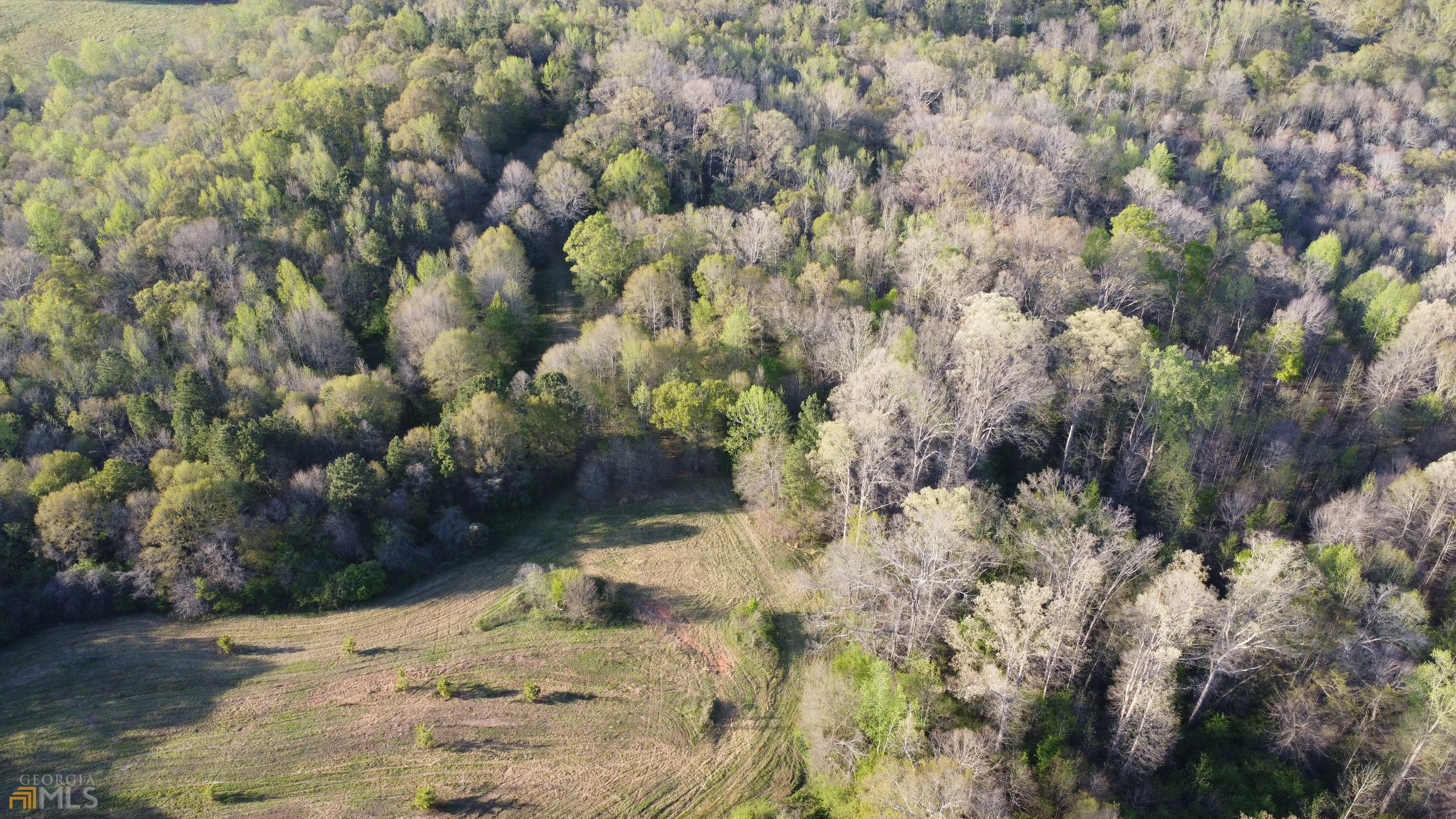 1127 Toms Creek Road Martin, GA 30557 - Photo 1 of 1 a view of a yard with plants and tree
