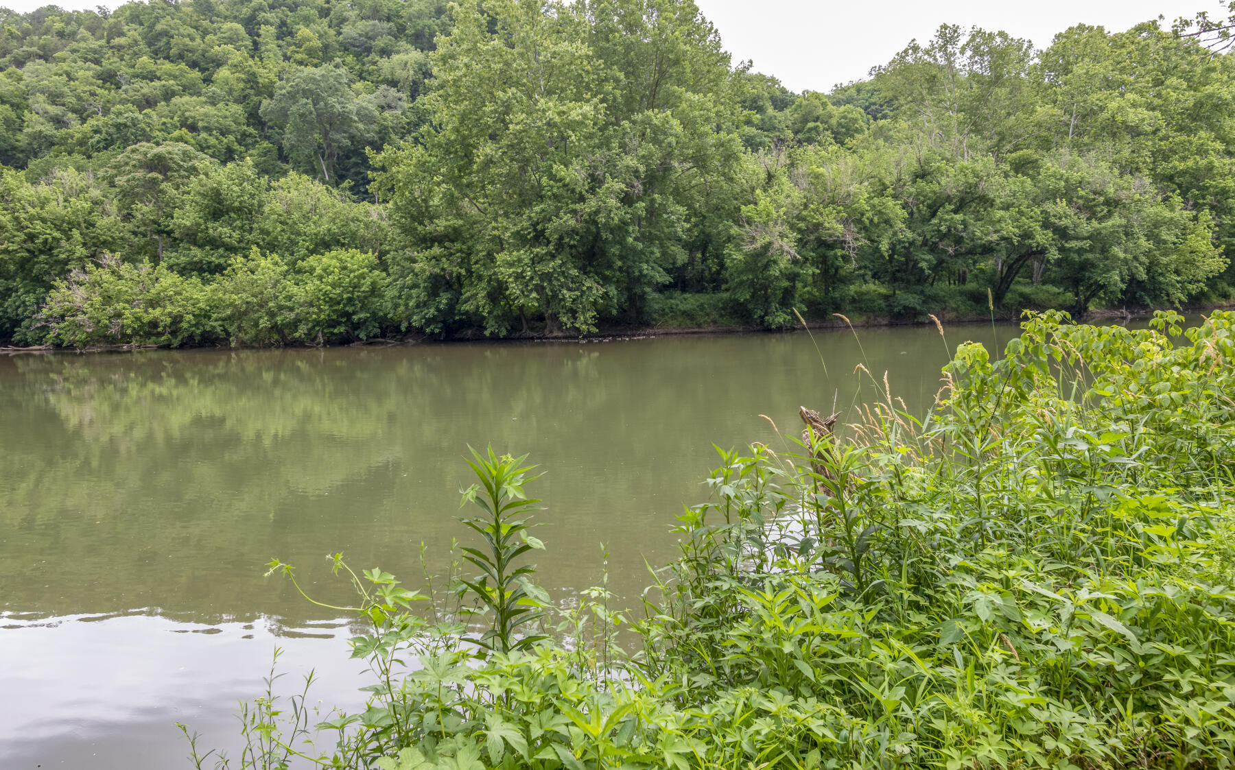 9557 Chestnut Ridge Road Eidson, TN 37731 - Photo 17 of 33 30 ducks
