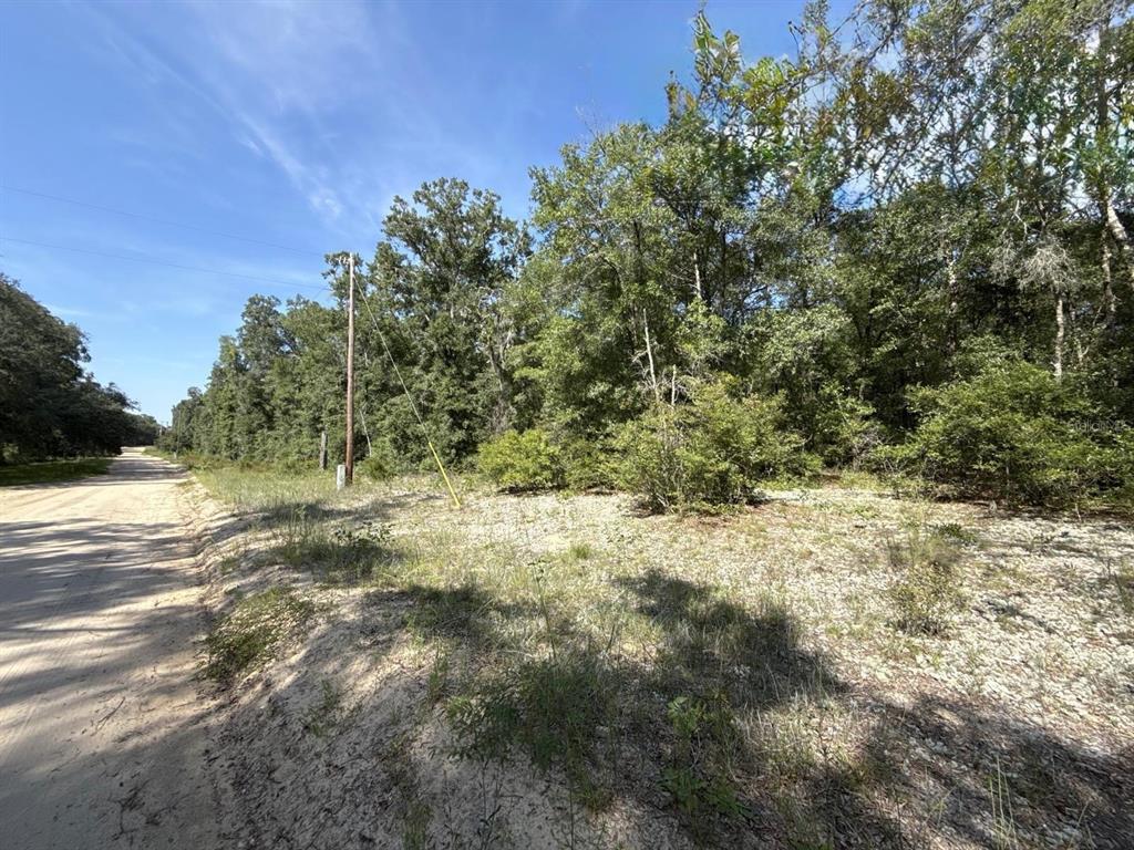Gloria Avenue Interlachen, FL 32148 - Photo 2 of 9 a view of a yard with plants and trees