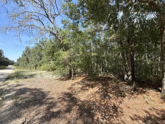 a view of a yard with plants and trees