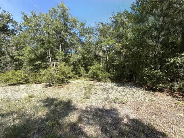 a view of a dry yard with trees