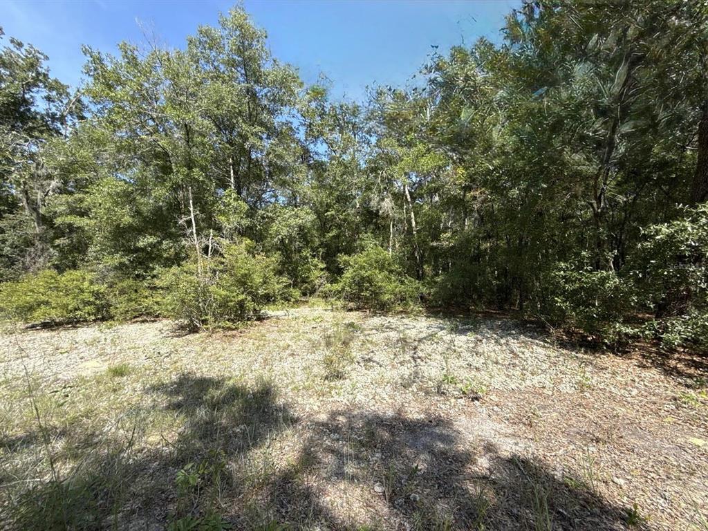 Gloria Avenue Interlachen, FL 32148 - Photo 4 of 9 a view of a dry yard with trees