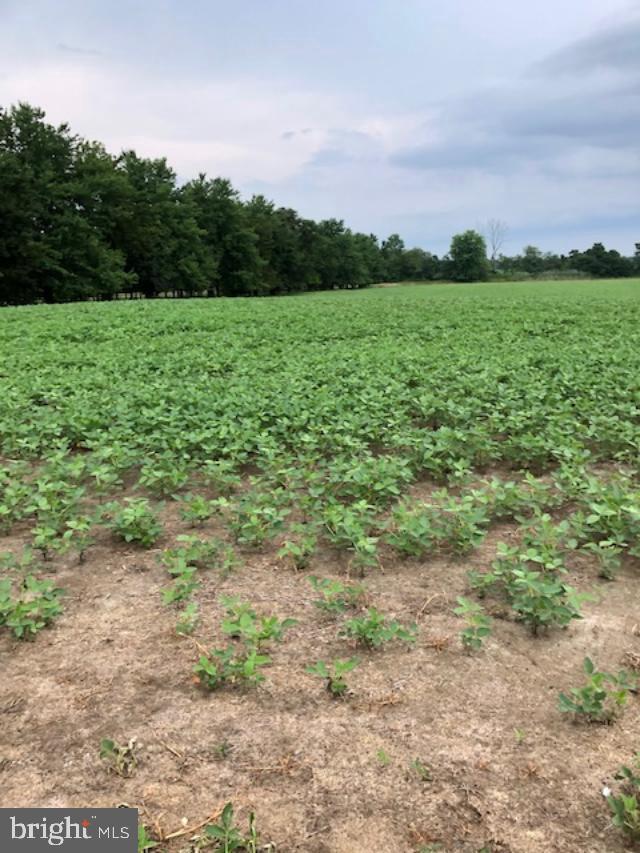 Soybeans are being grown this summer