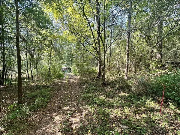 a view of a forest with trees in the background