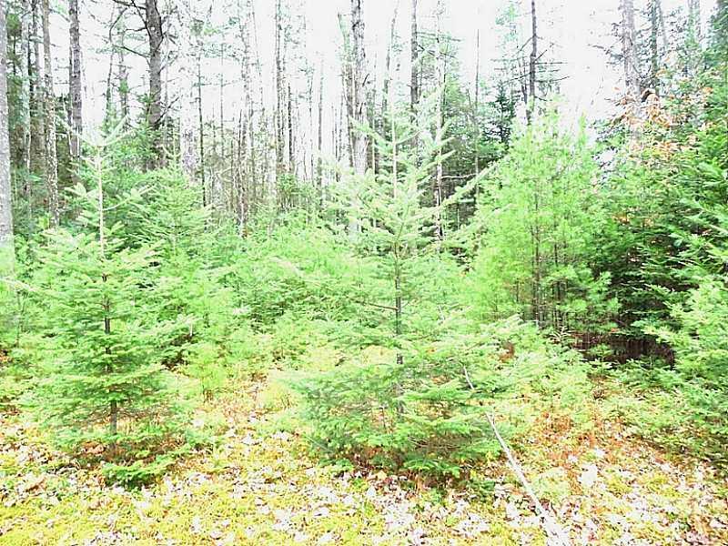 725 Norway Road Harrison, ME 04040 - Photo 31 of 35 Yard/Garden.