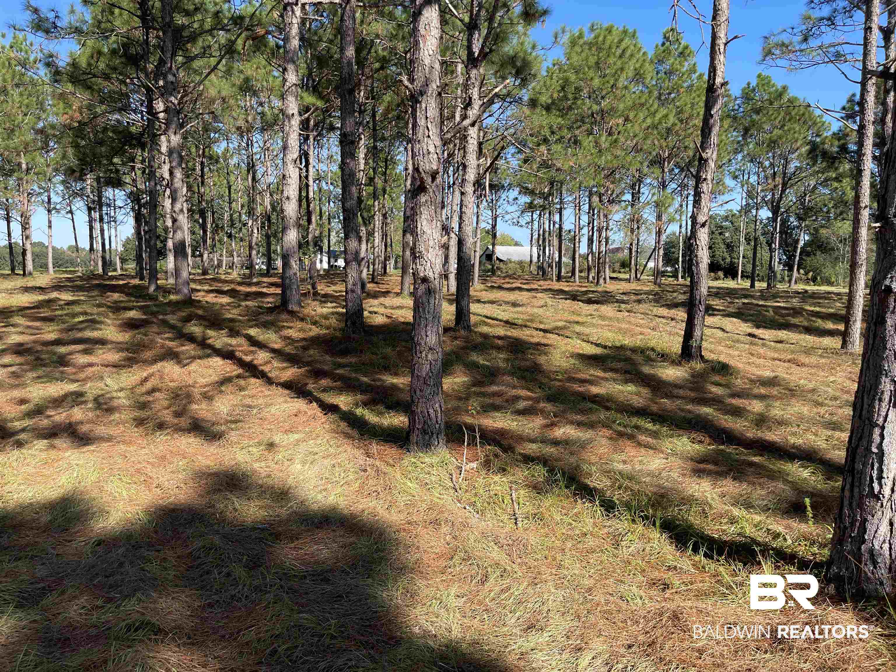 0 Fackler Road Loxley, AL 36551 - Photo 2 of 11 View of yard