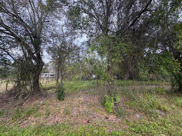 a view of a forest with trees in the background