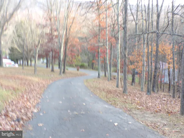 a view of a yard with large trees