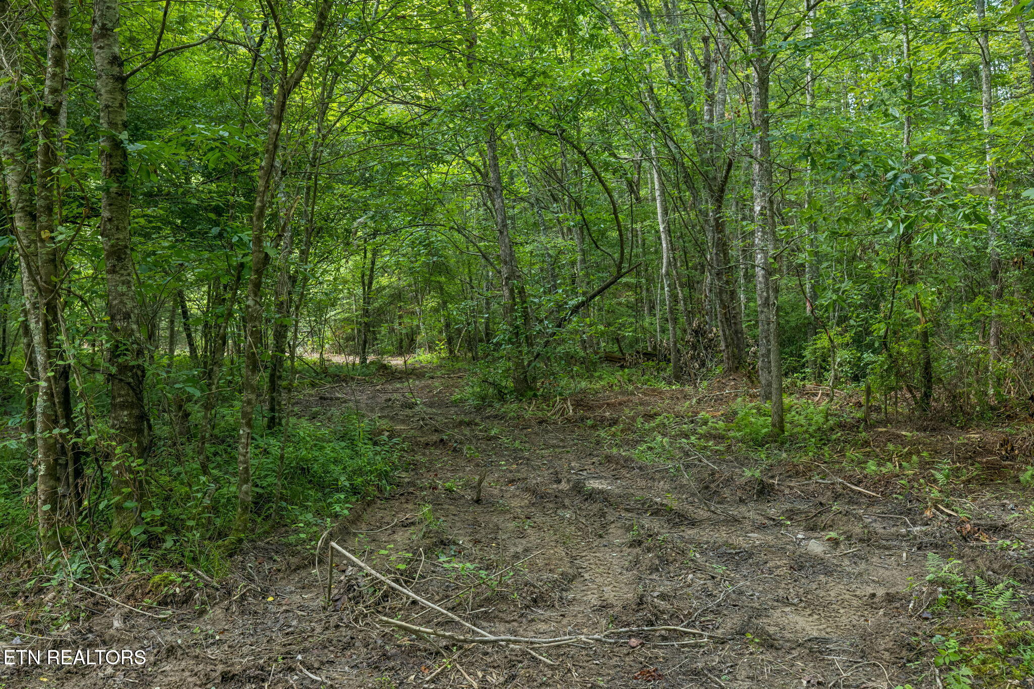 0 Burrville Road Sunbright, TN 37872 - Photo 8 of 34 Pigeon90_13