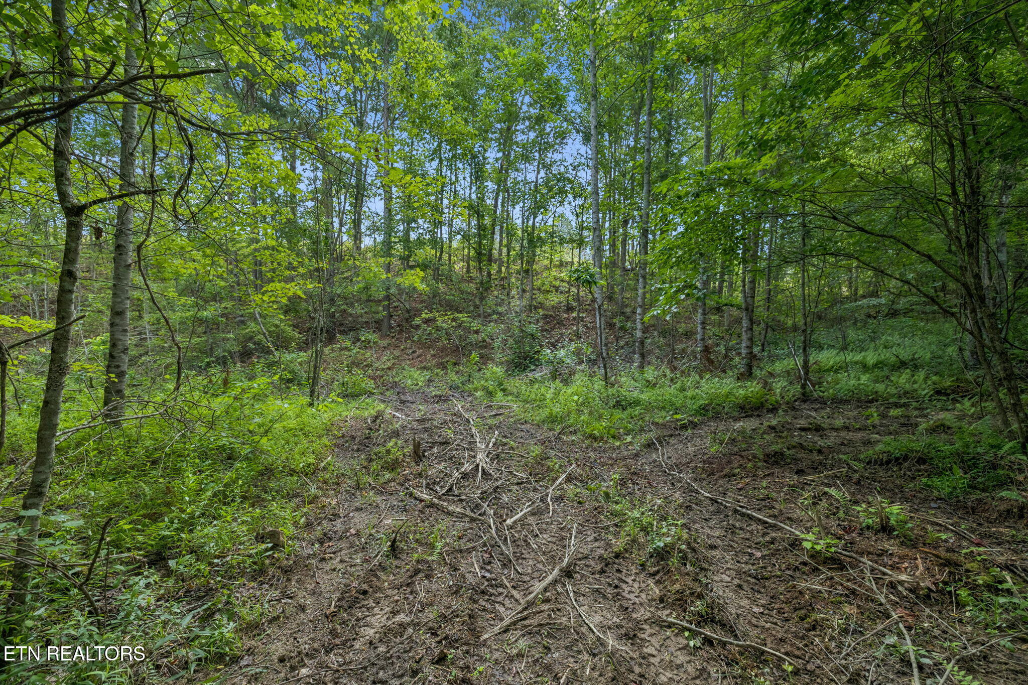 0 Burrville Road Sunbright, TN 37872 - Photo 9 of 34 Pigeon90_14