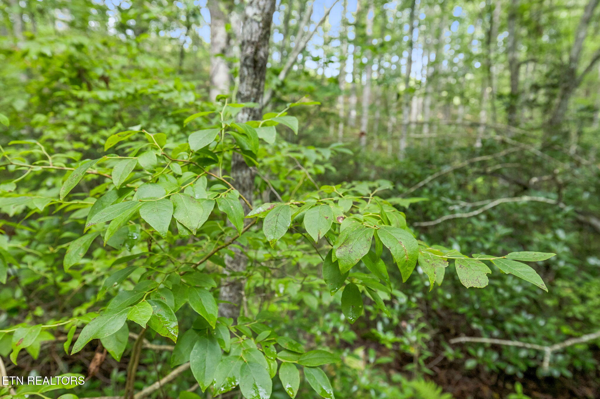 0 Burrville Road Sunbright, TN 37872 - Photo 10 of 34 Pigeon90_15
