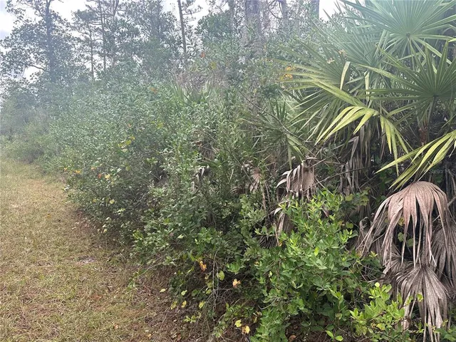 a view of backyard of house