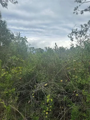 view of a bunch of trees in the background