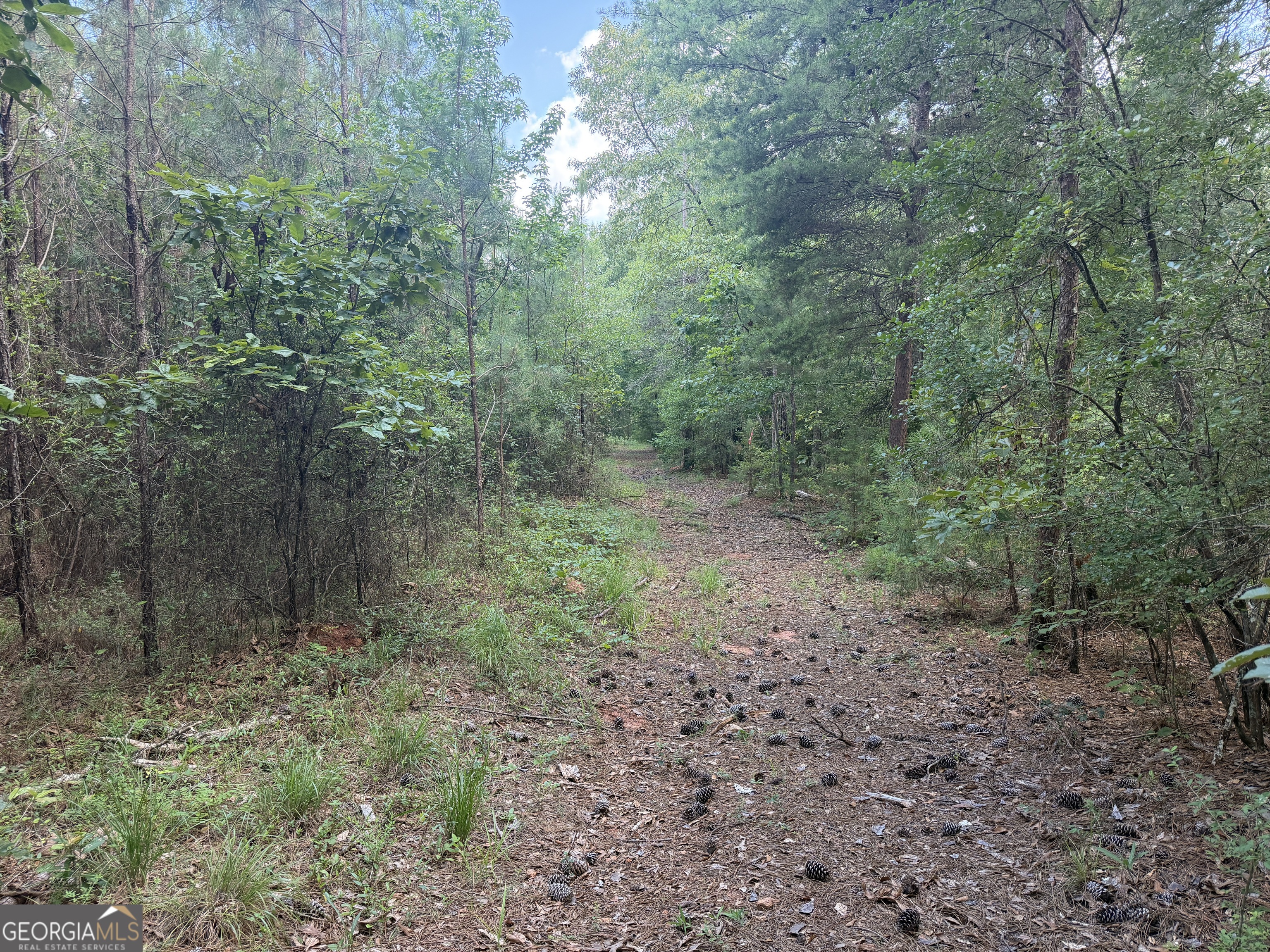 0 Noles Road Franklin, GA 30217 - Photo 18 of 21 a view of a forest with trees in the background