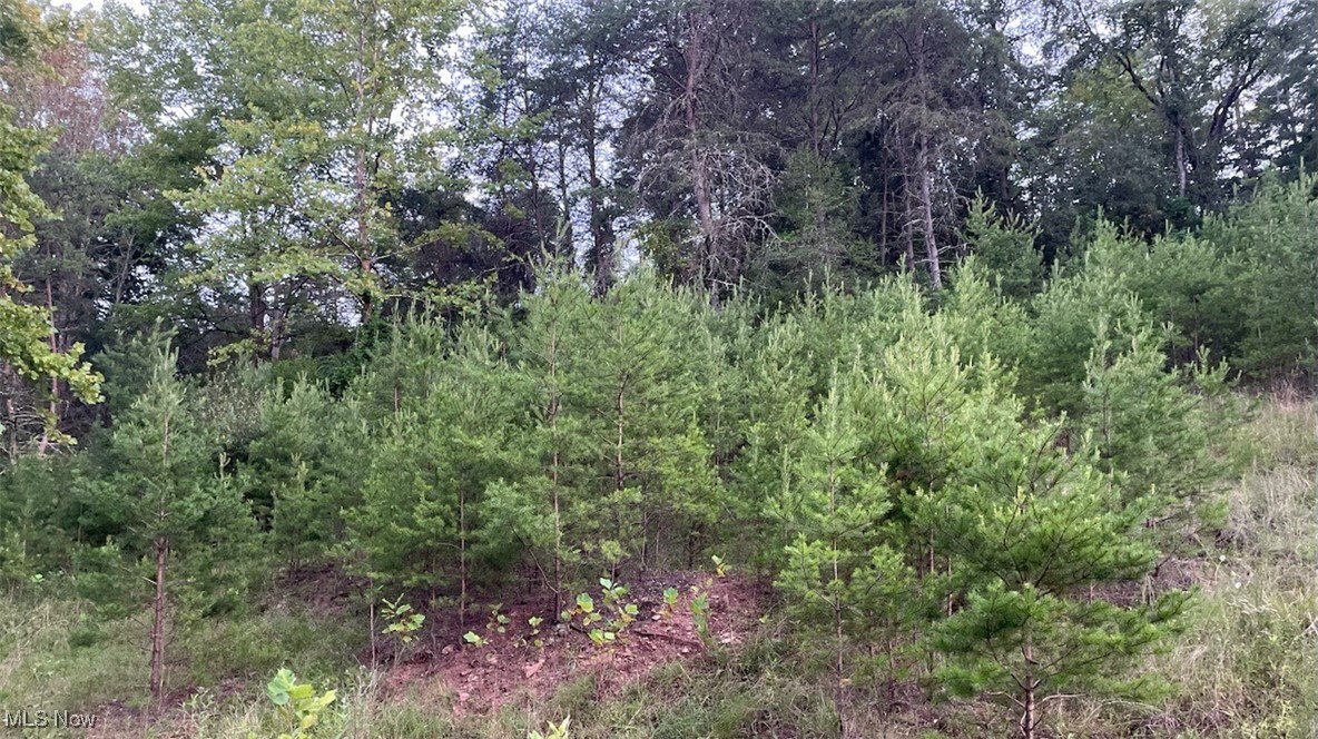 View of wooded area