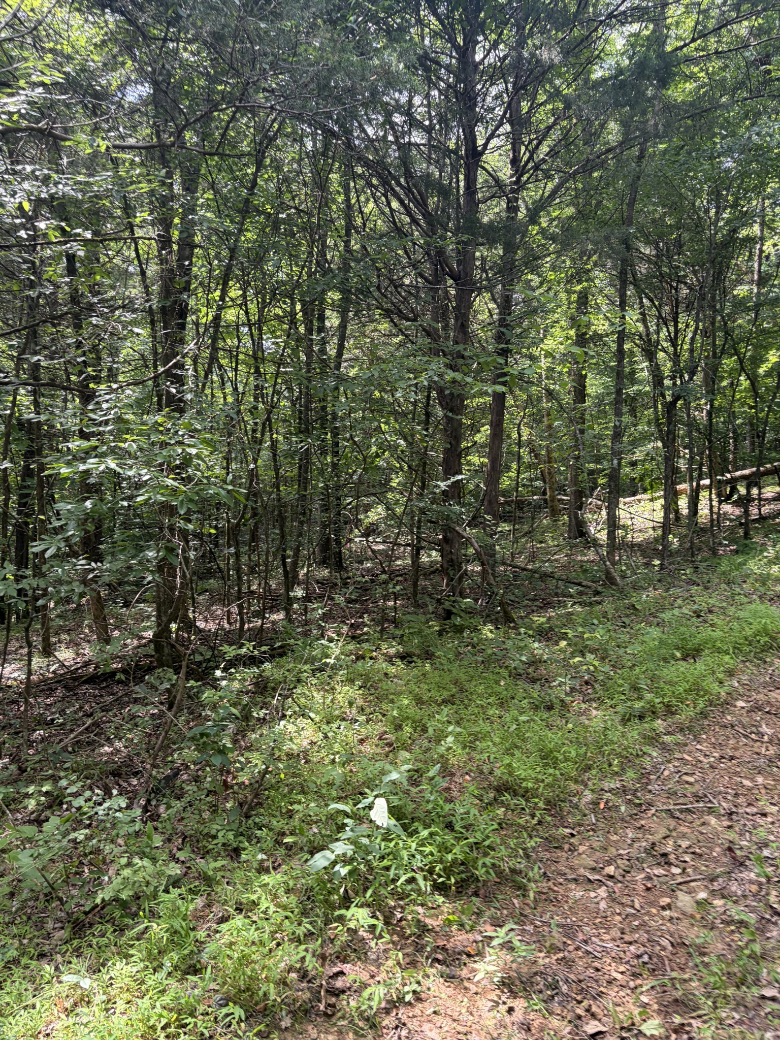 0 Kelso-Smithland Road Kelso, TN 37348 - Photo 33 of 45 a view of a large yard with lots of green space
