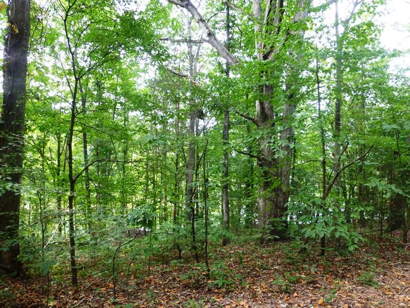 Lot 9 Coves End Point Seneca, SC 29678 - Photo 6 of 9 Great place to build your new home