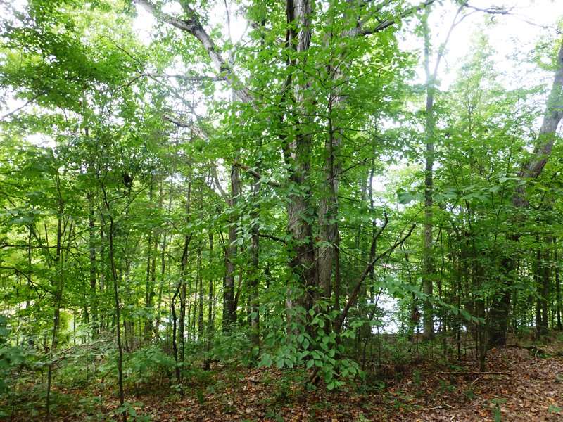 Lot 9 Coves End Point Seneca, SC 29678 - Photo 7 of 9 Gallery Image 7