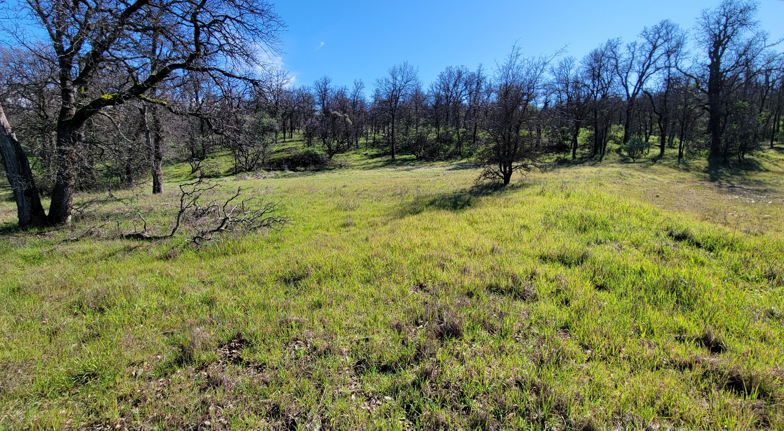 18330 Morning Dew Road Cottonwood, CA 96022 - Photo 13 of 19 a view of outdoor space with trees