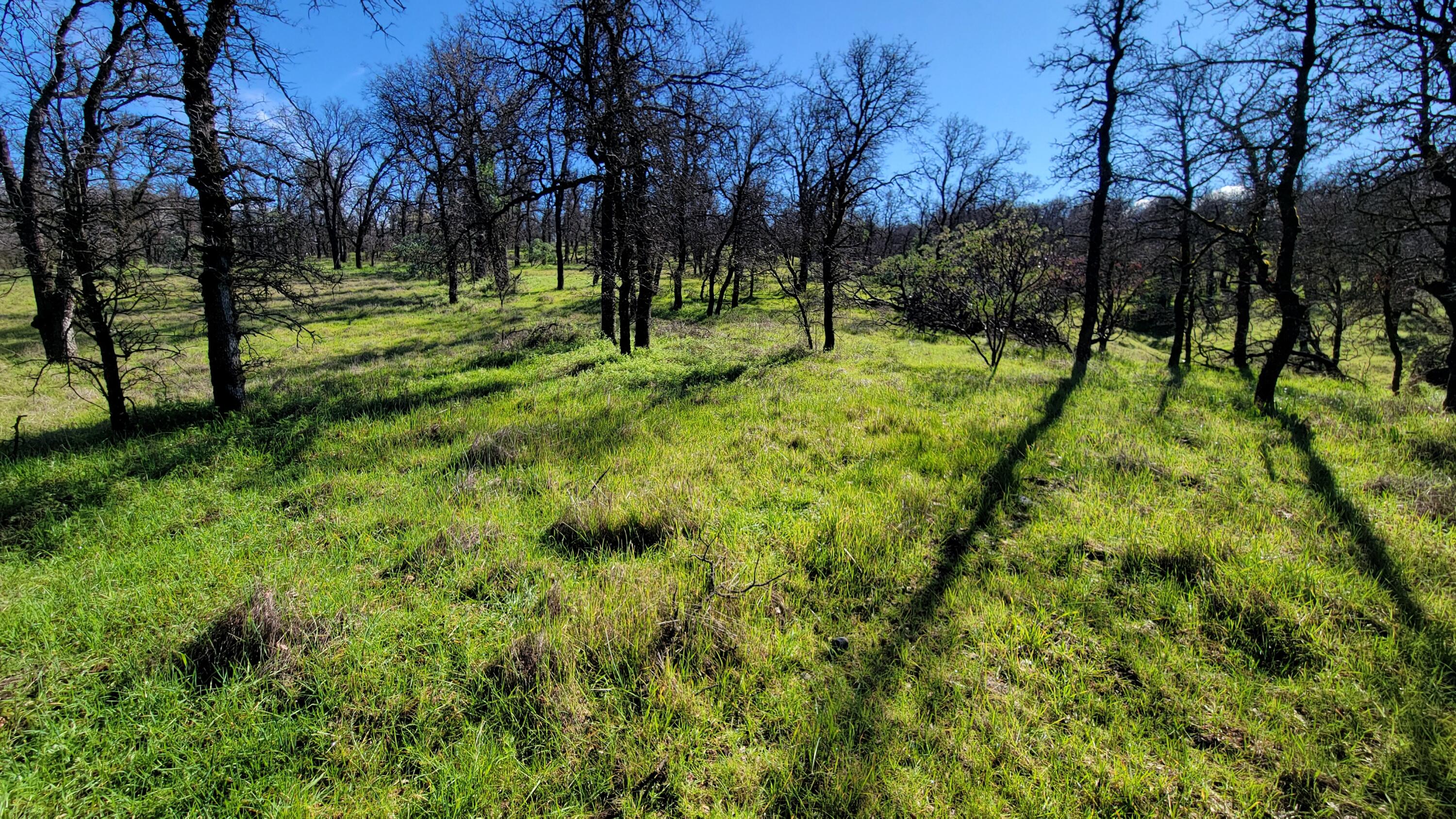 18330 Morning Dew Road Cottonwood, CA 96022 - Photo 17 of 19 a view of park