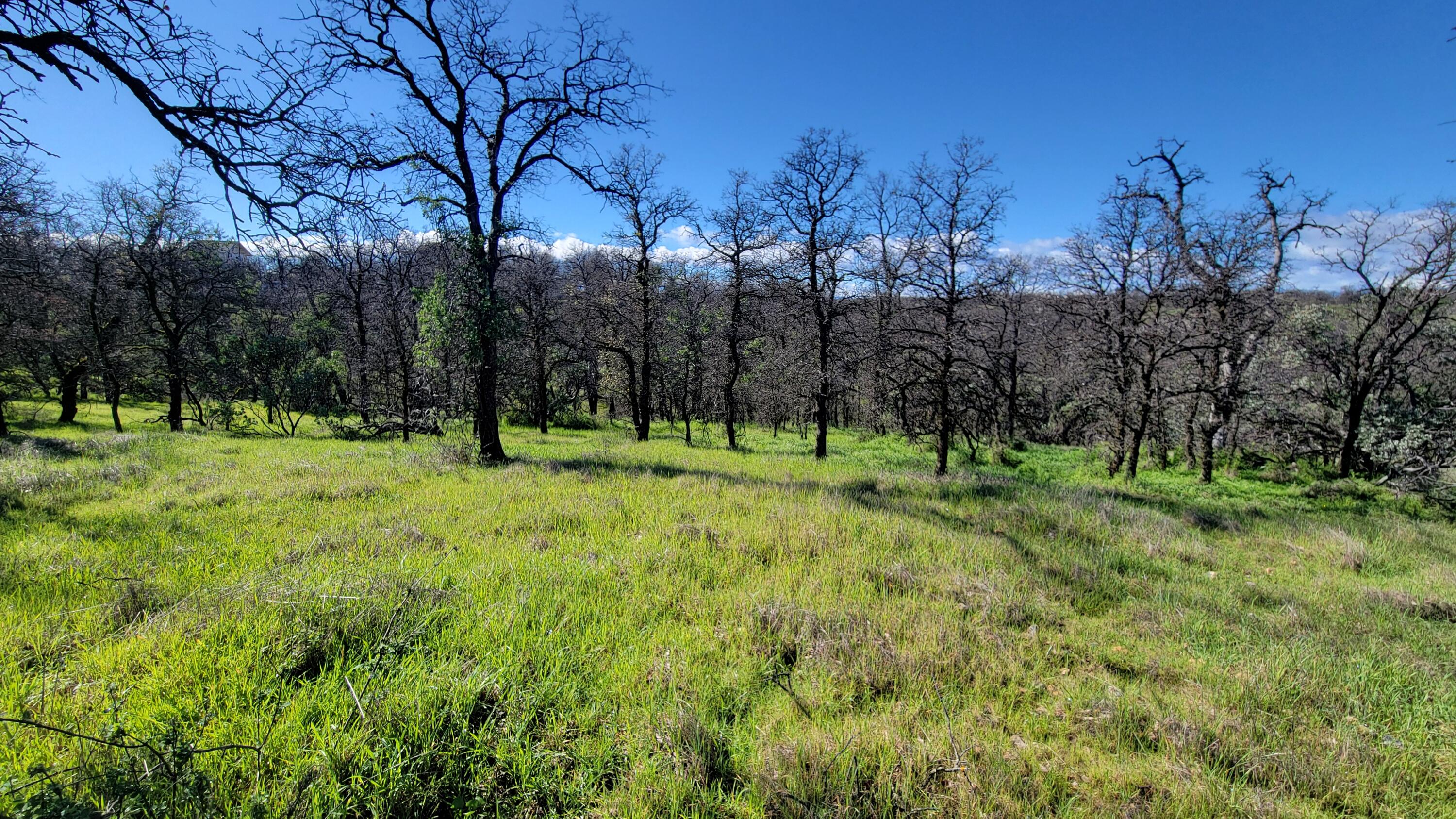 18330 Morning Dew Road Cottonwood, CA 96022 - Photo 6 of 19 a view of park space