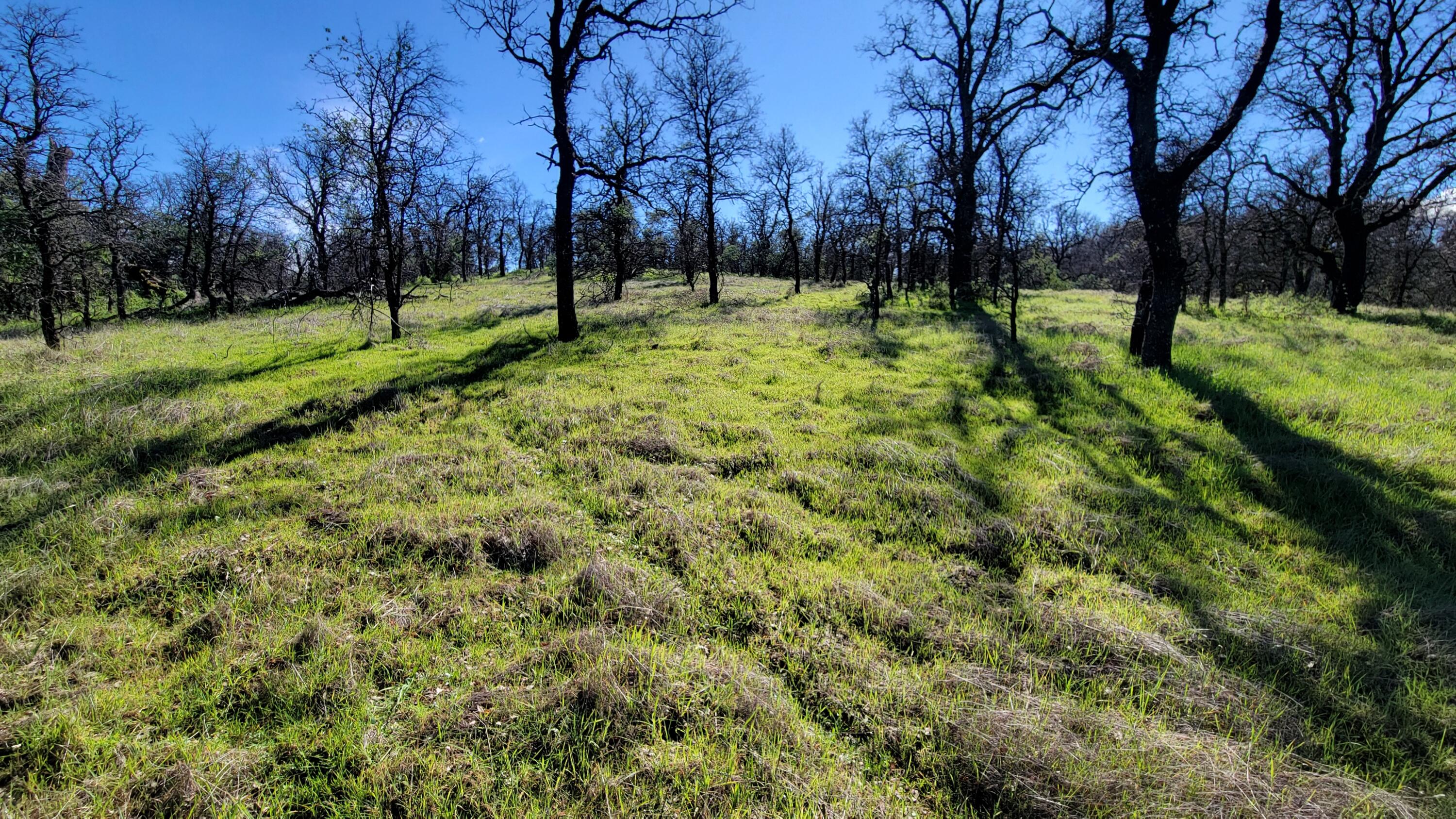 18330 Morning Dew Road Cottonwood, CA 96022 - Photo 7 of 19 a view of large trees with a park